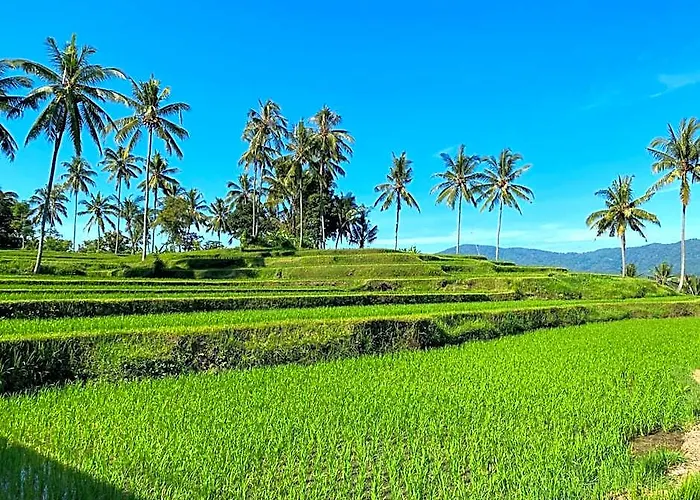 Mayong Bali And Albergue